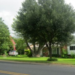 NeighborWoods Tree