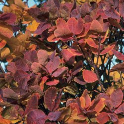 American smoke tree - fall color