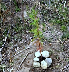 Sapling- - Reimer's Ranch - 11.19.2011